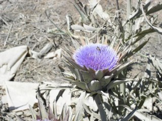 Fleur d'artichaut