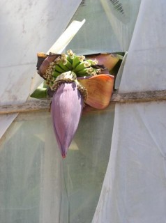 Fleur de bananes