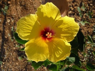 Fleur d'hibiscus