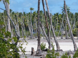 Forêt de cocotiers