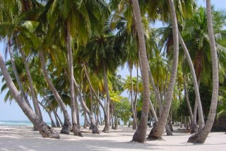 Forêt de palmiers