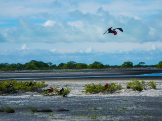 Frégates aux Kiribati