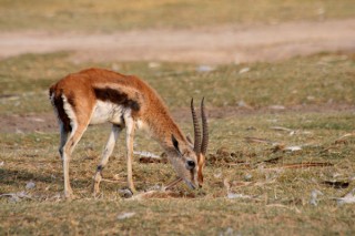 GAZELLE