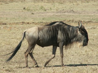 GNOU