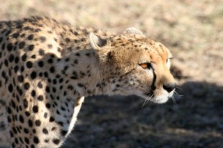 GUEPARD