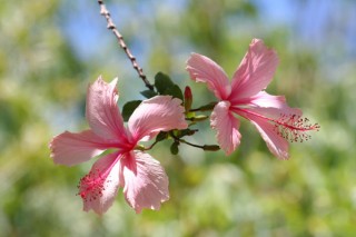 HIBISCUS