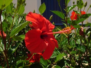 Hibiscus en fleur