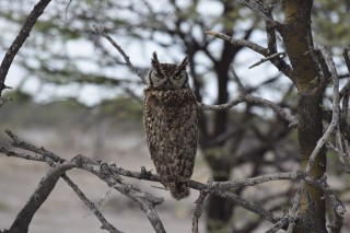 Hibou
