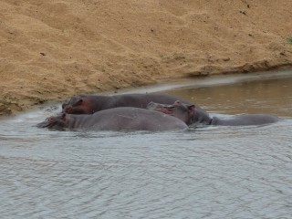 Hippoptames (3/3)
