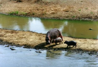 Hyppo et Bébés sur Rivière MARA