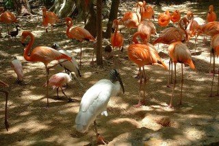 Ibis et flamants roses Ibis et flamants roses