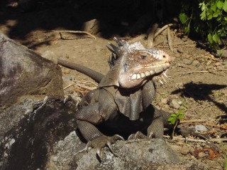 Iguane des Petites Antilles Iguane des Petites Antilles