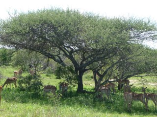 Impalas à l'ombre d'un accacia