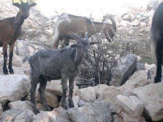 Krikri
