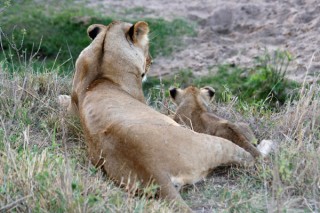 LE ROI LION