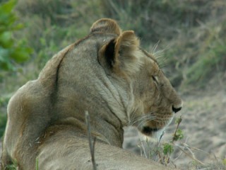 LIONNE