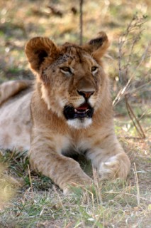 LIONNE