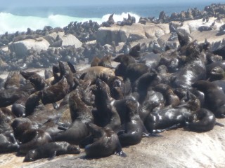 La colonie d'otaries de Duiker Island (10/15)