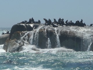 La colonie d'otaries de Duiker Island (1/15)