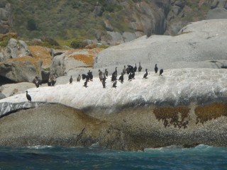 La colonie d'otaries de Duiker Island (12/15)