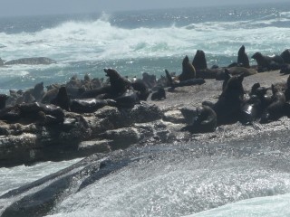 La colonie d'otaries de Duiker Island (14/15)