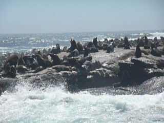 La colonie d'otaries de Duiker Island (15/15)