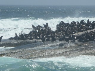 La colonie d'otaries de Duiker Island (2/15)