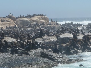 La colonie d'otaries de Duiker Island (4/15)