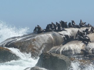 La colonie d'otaries de Duiker Island (6/15)