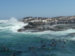 La colonie d'otaries de Duiker Island (7/15)
