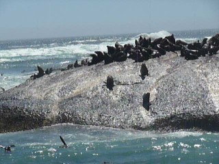 La colonie d'otaries de Duiker Island (8/15)