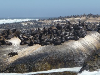 La colonie d'otaries de Duiker Island (9/15)