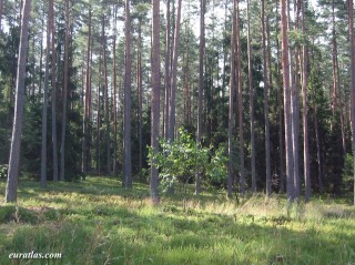 La forêt de Mazurie