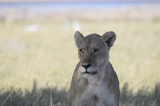La lionne