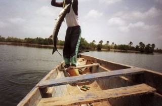 La pêche au barracuda (3/3)