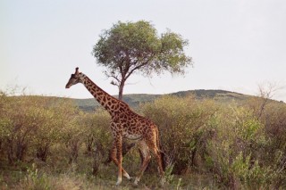 La plus belle de la savane!