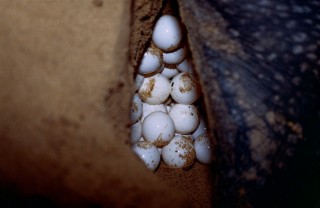 La ponte d'une tortue luth