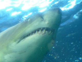 L'aquarium des deux océans (10/12) 