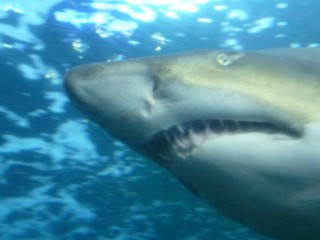 L'aquarium des deux océans (11/12) 