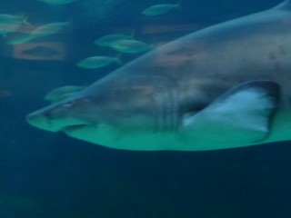 L'aquarium des deux océans (12/12) 