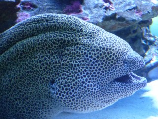 L'aquarium des deux océans (2/12) 