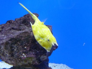 L'aquarium des deux océans (4/12) 