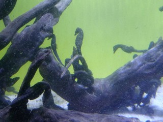 L'aquarium des deux océans (7/12) 