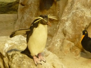 L'aquarium des deux océans (9/12) 