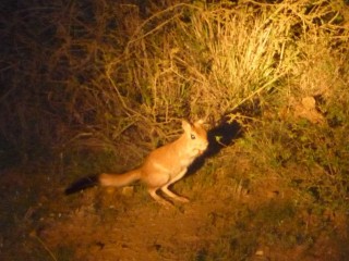 Le Kruger la nuit : un lièvre sauteur