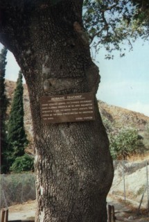 Le Platane de Zeus et Europe Le Platane de Zeus et Europe