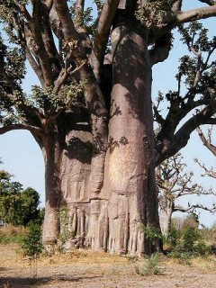 Le baobab