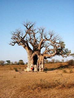 Le baobab