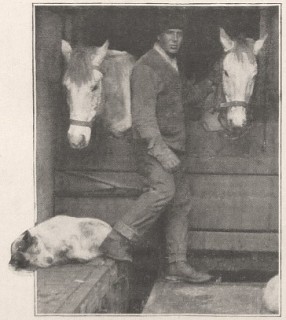 Le capitaine Oates et quelques uns des poneys sur la 