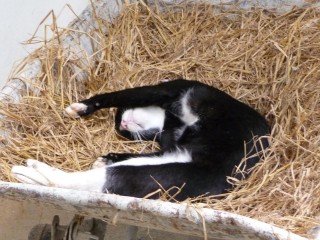 Le chat dans sa brouette Le chat dans sa brouette